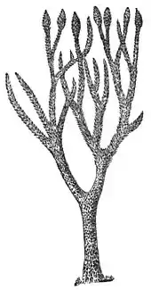 Image 2Lepidodendron, an extinct lycophyte tree (from Tree)