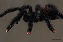 "Pink Toes" of A. avicularia juvenile