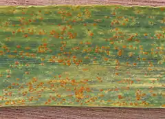 Puccinia recondita f.sp. tritici on Triticum aestivum