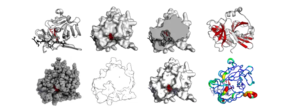 The same protein structure (TEV protease - PDB: 1LVB) rendered in different modes. Standard cartoon, surface, cut-through of surface, highlighted barrels, 'QuteMol'-like, 'Goodsell'-like, glossy-surface, and b-factor putty.