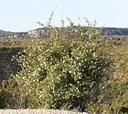 It may reach 3&nbsp;m