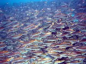 Photo of thousands of fish separated from each other by distances of 2 inches (51 mm) or less