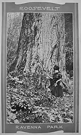 A lost legacy, trees like this one remained in 1915, but they had been removed by 1926.