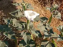 A small white flower grows above a congregation of green leaves