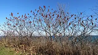 Staghorn sumac