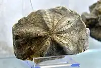 Starfish fossil