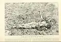 Confederate Casualty trenches at Petersburg April 1865