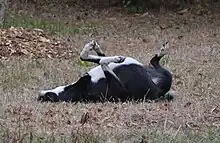 Image 52Scent-rolling (from Dog behavior)