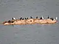 Water of Kaushalya Dam attracts local and migratory birds (June 2015)