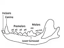 Image 41Wolf mandible diagram showing the names and positions of the teeth. (from Dog anatomy)
