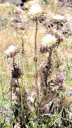 Lid A Desert Shanty Town