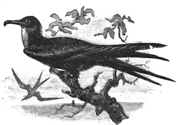 14-Man O Warsman.jpg