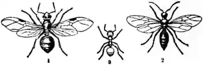 1911 Britannica - Ant - Formica rufa.png
