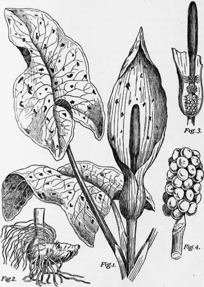 1911 Britannica - Arum maculatum.png