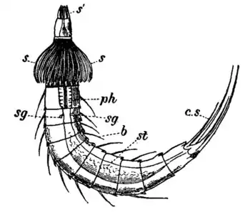 1911 Britannica - Kinorhyncha.png