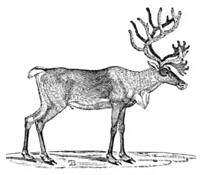 THE REIN-DEER.