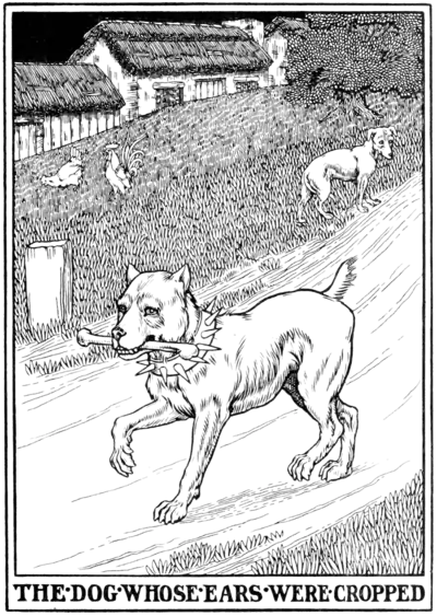 The Dog whose Ears were Cropped.