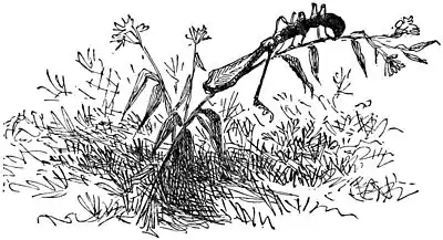 A Tramp Abroad 0230h.jpg