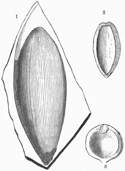 AmCyc Coal Plants - Carpolithes - Trigonocarpus - Cardiocarpus.jpg