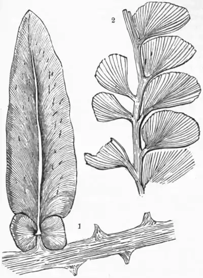 AmCyc Coal Plants - Neuropteris hirsuta and Adiantites Lindseæformis.jpg