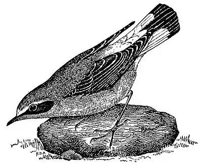 Bird Watching (Selous1901) p067.jpg