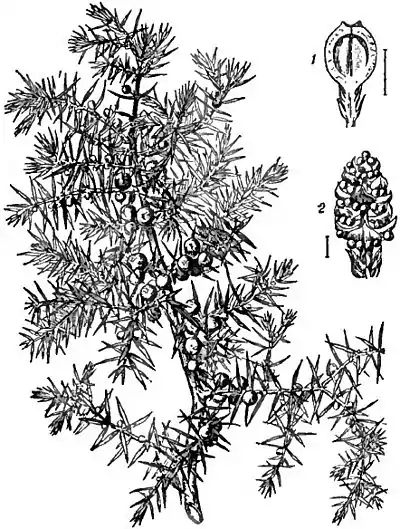 Britannica 1911 Juniper - J. communis.jpg