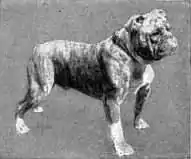 Britannica Dog 10.jpg