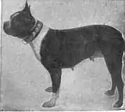 Britannica Dog 12.jpg