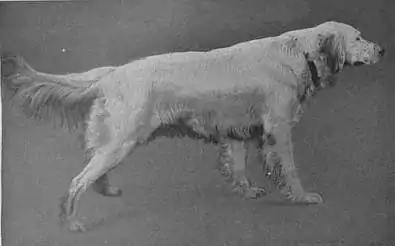 Britannica Dog 13.jpg