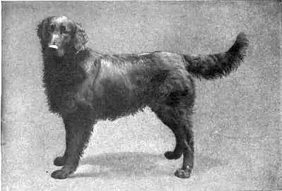 Britannica Dog 17.jpg