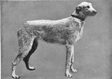 Britannica Dog 18.jpg