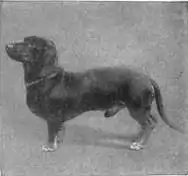 Britannica Dog 20.jpg