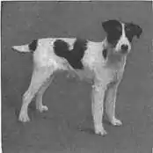 Britannica Dog 21.jpg