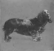 Britannica Dog 22.jpg