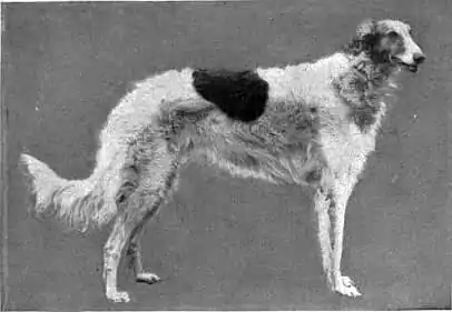 Britannica Dog 23.jpg