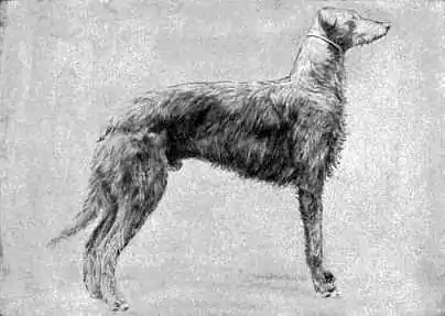 Britannica Dog 25.jpg