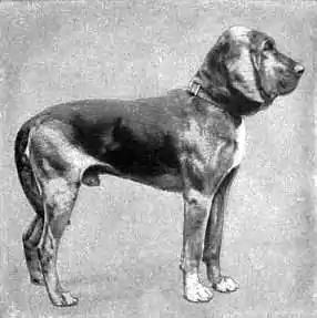 Britannica Dog 26.jpg