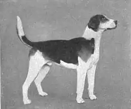 Britannica Dog 27.jpg