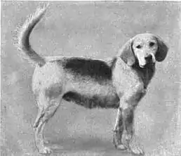 Britannica Dog 28.jpg
