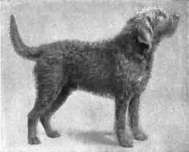 Britannica Dog 29.jpg