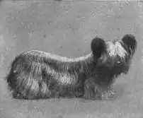 Britannica Dog 31.jpg