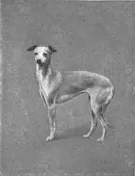Britannica Dog 35.jpg
