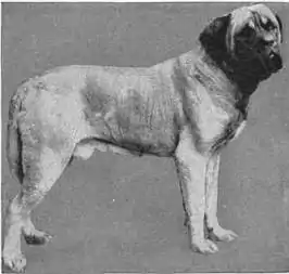 Britannica Dog 4.jpg