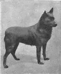Britannica Dog 40.jpg