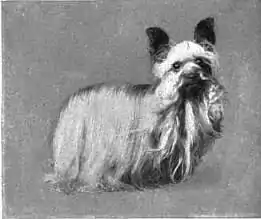 Britannica Dog 43.jpg