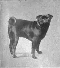 Britannica Dog 44.jpg