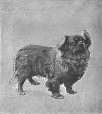 Britannica Dog 47.jpg