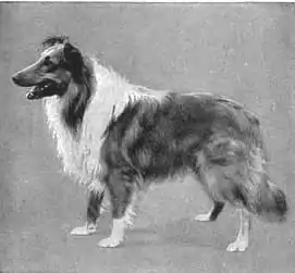 Britannica Dog 6.jpg