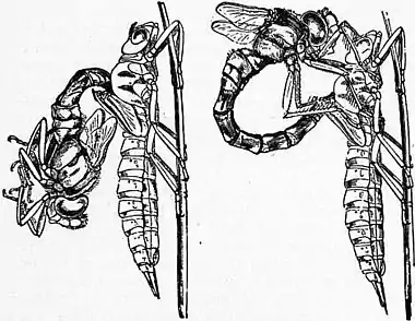 Britannica Dragon-fly 1.jpg