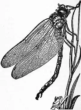 Britannica Dragon-fly 4.jpg